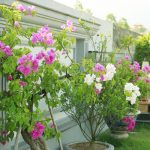 Lạc Hồng Viên tháng 5/2016