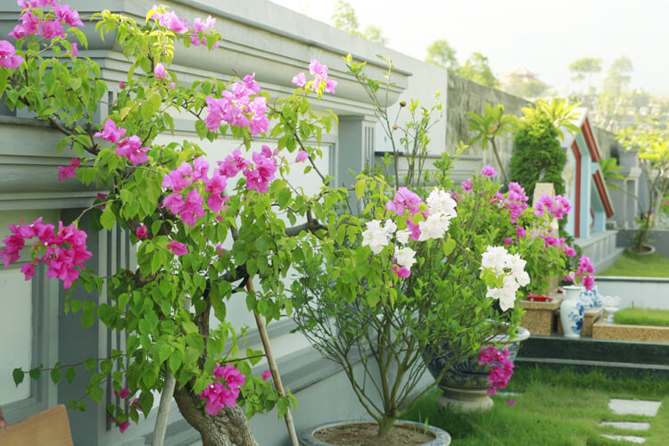 Lạc Hồng Viên tháng 5/2016