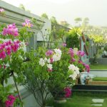 Lạc Hồng Viên tháng 5/2016