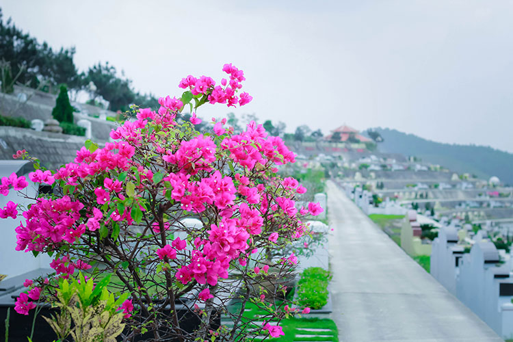 Lạc Hồng Viên tháng 3/2018
