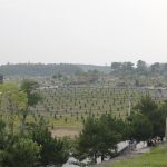 Lạc Hồng Viên trồng gần 1000 cây Tùng Tháp
